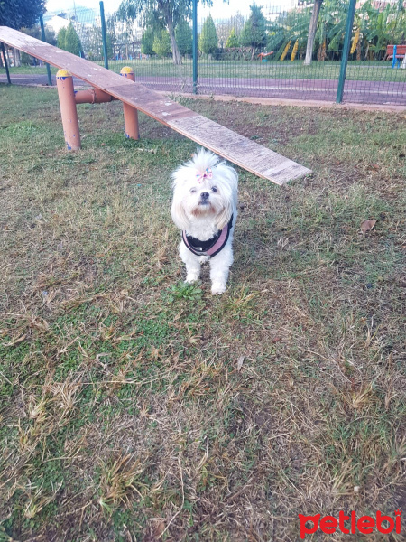 Shih Tzu, Köpek  Muffin  fotoğrafı