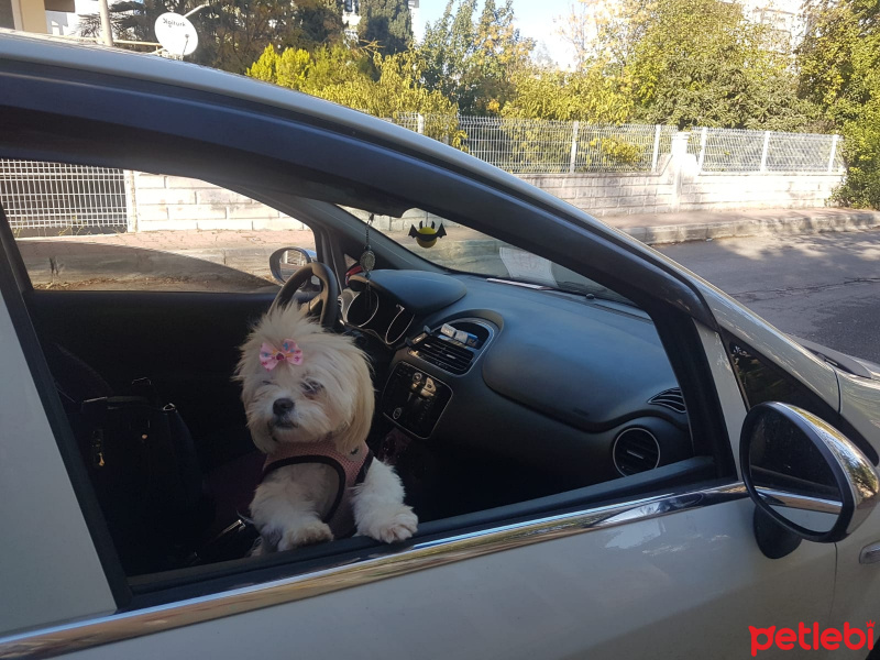 Shih Tzu, Köpek  Muffin  fotoğrafı