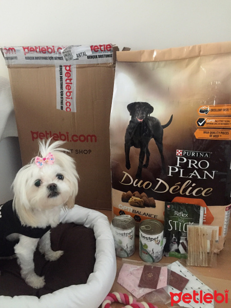 Shih Tzu, Köpek  Muffin  fotoğrafı