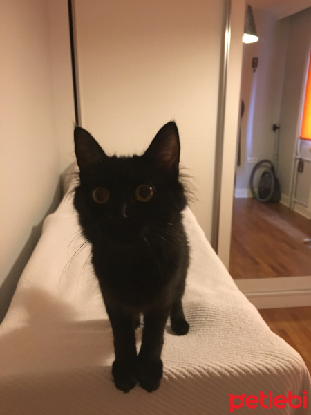 Tekir Kedi, Kedi  Luna fotoğrafı
