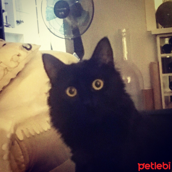 Tekir Kedi, Kedi  Luna fotoğrafı