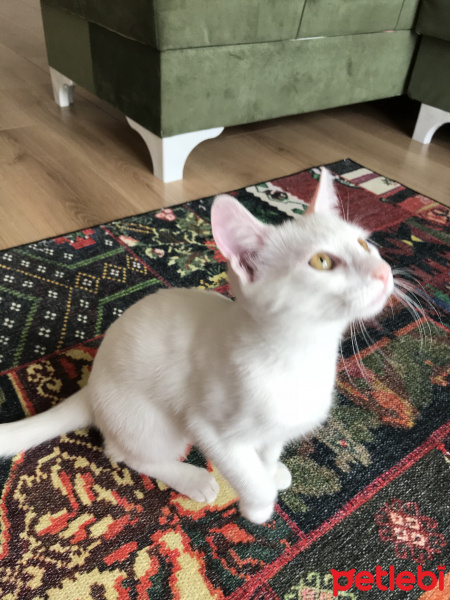 Ankara Kedisi, Kedi  Hera fotoğrafı