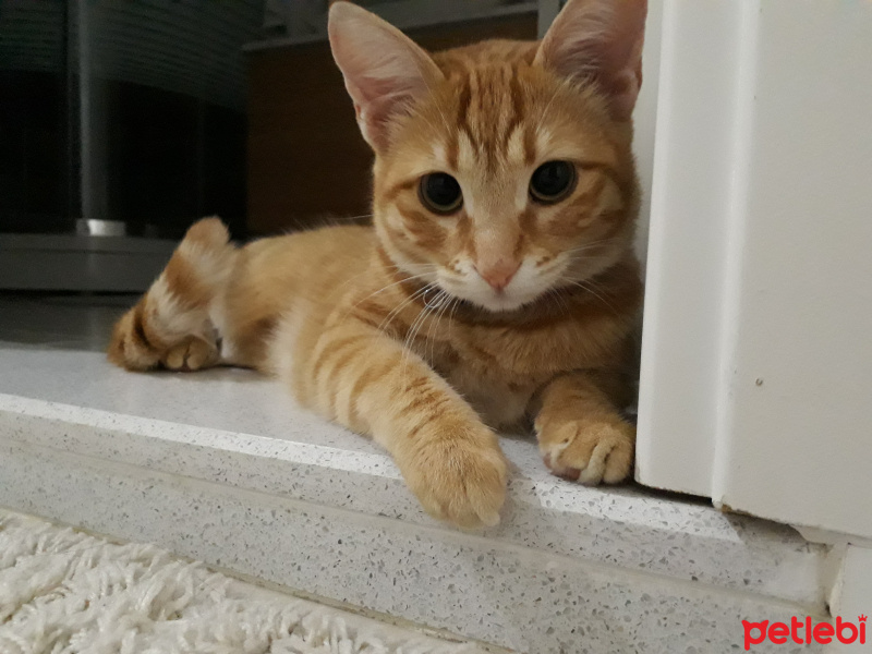 Sarman, Kedi  Solo Karamel fotoğrafı
