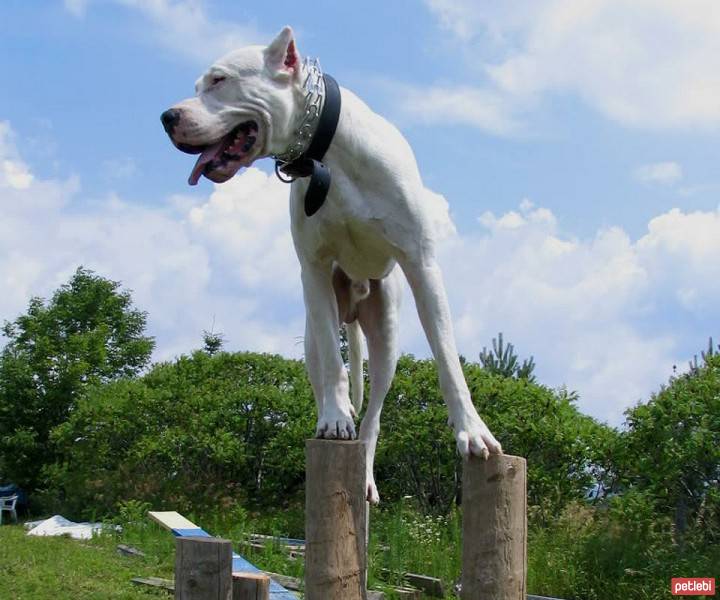 Dogo Arjantin, Köpek  ismi yok fotoğrafı