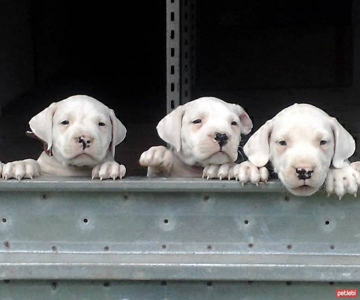 Dogo Arjantin, Köpek  ismi yok fotoğrafı