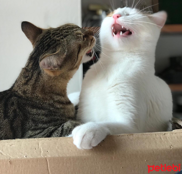 Tekir Kedi, Kedi  Leo fotoğrafı