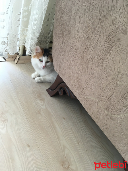 Chinchilla, Kedi  Prenses fotoğrafı