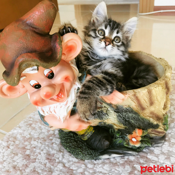 Tekir Kedi, Kedi  Çakıl fotoğrafı