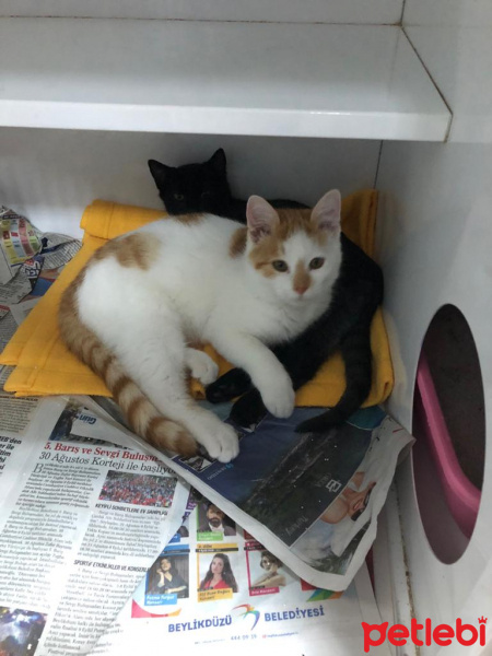 Van Kedisi, Kedi  Kimyon fotoğrafı