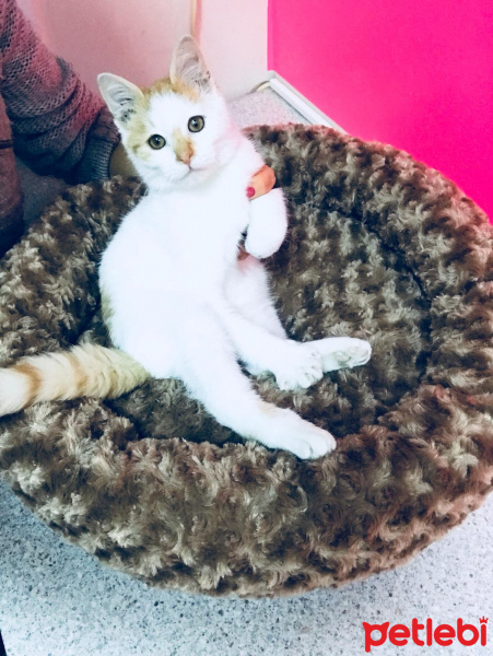 Van Kedisi, Kedi  Kimyon fotoğrafı