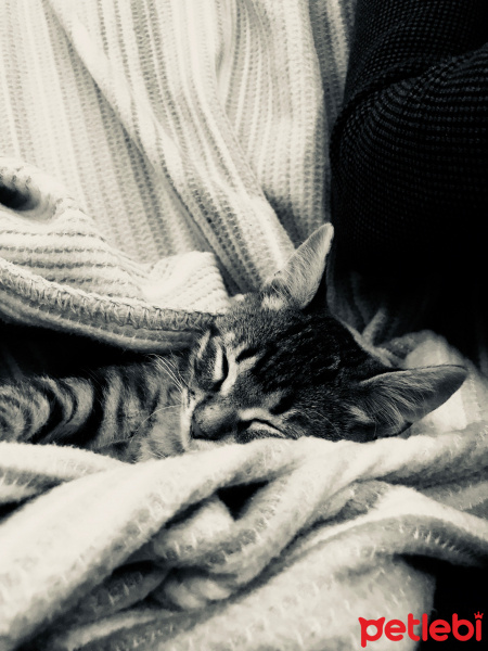 Tekir Kedi, Kedi  R.J.Dio fotoğrafı