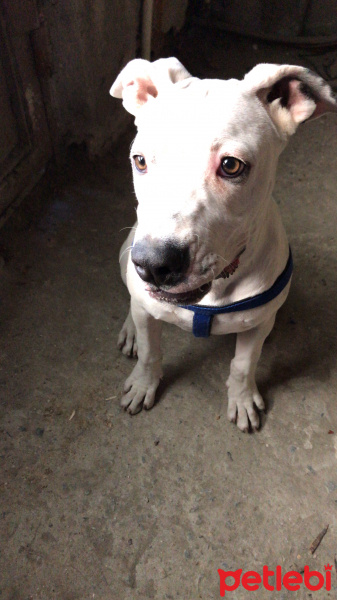 Dogo Arjantin, Köpek  Alis fotoğrafı