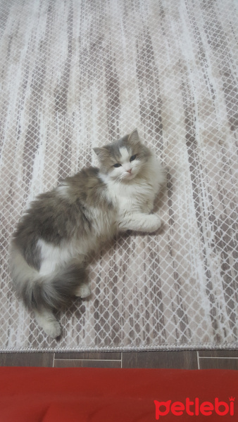 Ankara Kedisi, Kedi  Juliet fotoğrafı