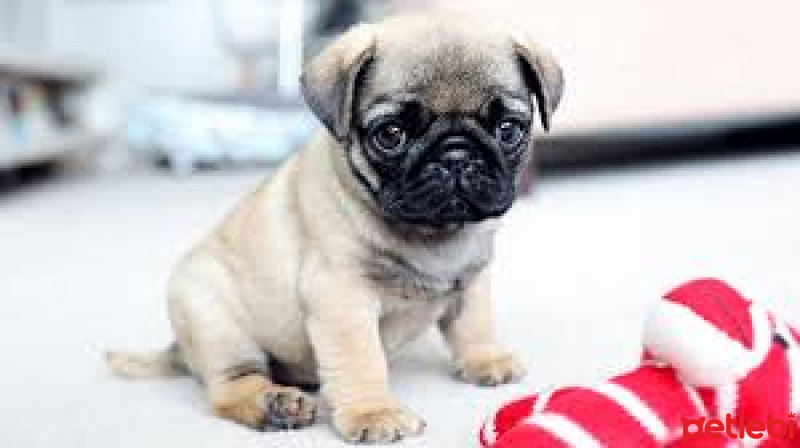 Pug, Köpek  Abdü fotoğrafı