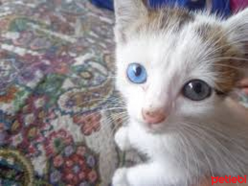 Van Kedisi, Kedi  Babet fotoğrafı