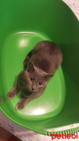 Mavi Rus, Kedi  Venüs fotoğrafı