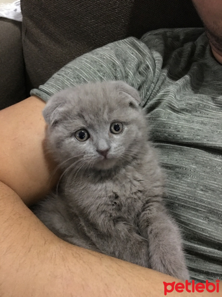 Scottish Fold, Kedi  Fiko fotoğrafı