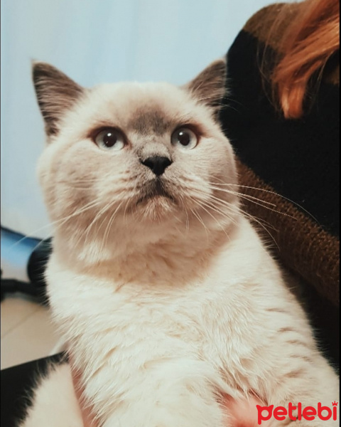 British Shorthair, Kedi  Casper fotoğrafı
