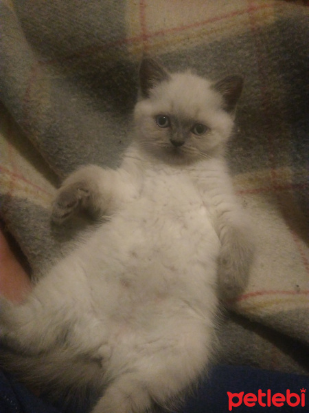 British Shorthair, Kedi  Prenses fotoğrafı