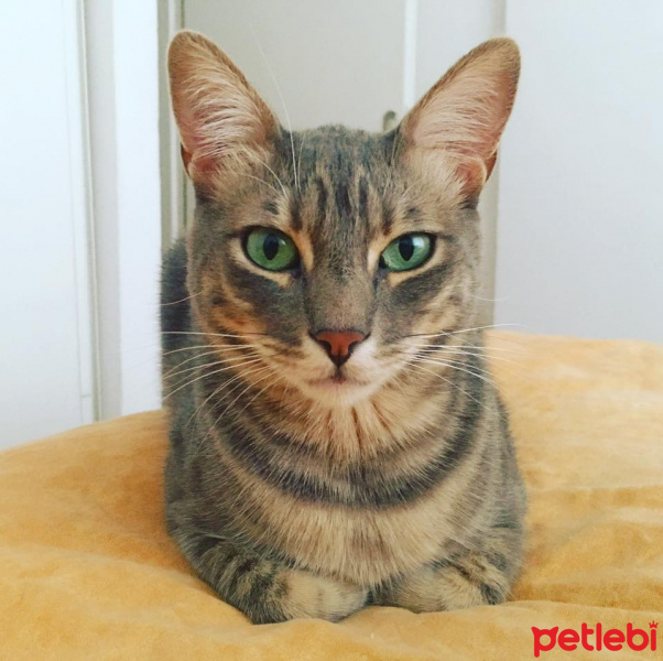 Tekir Kedi, Kedi  Pedro Almodovar Başavcı fotoğrafı