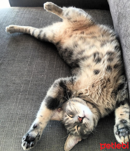 Tekir Kedi, Kedi  Pedro Almodovar Başavcı fotoğrafı