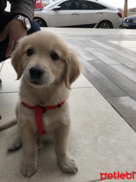 Golden Retriever, Köpek  Pablo fotoğrafı