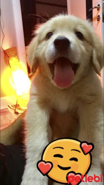 Golden Retriever, Köpek  Pablo fotoğrafı