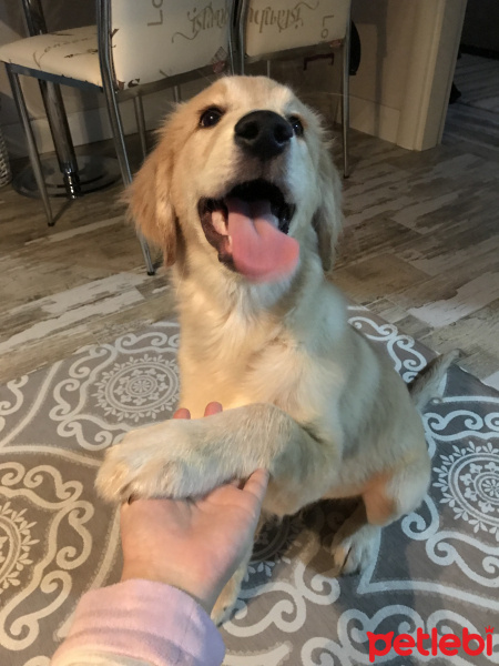 Golden Retriever, Köpek  Pablo fotoğrafı