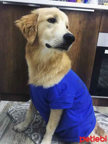 Golden Retriever, Köpek  Pablo fotoğrafı