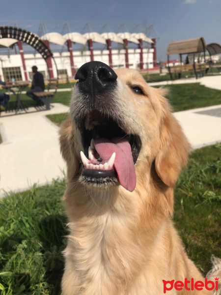 Golden Retriever, Köpek  Pablo fotoğrafı