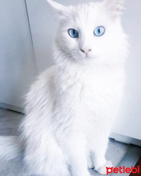 Ankara Kedisi, Kedi  Karmen Pedaru Başavcı fotoğrafı