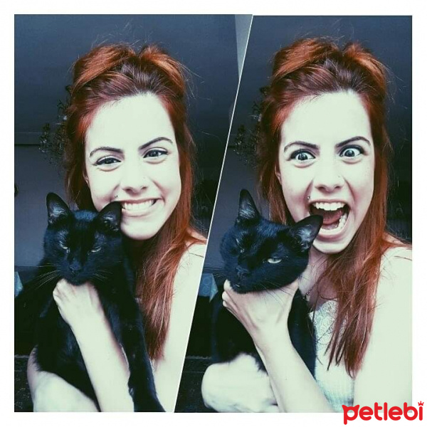 Bombay, Kedi  Sele fotoğrafı