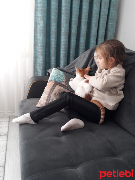 Tekir Kedi, Kedi  Markis fotoğrafı