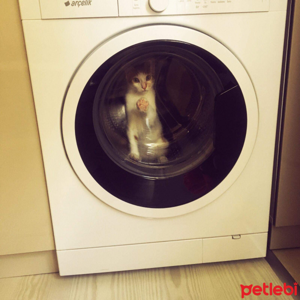 Tekir Kedi, Kedi  Markis fotoğrafı