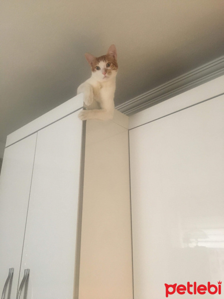 Tekir Kedi, Kedi  Markis fotoğrafı