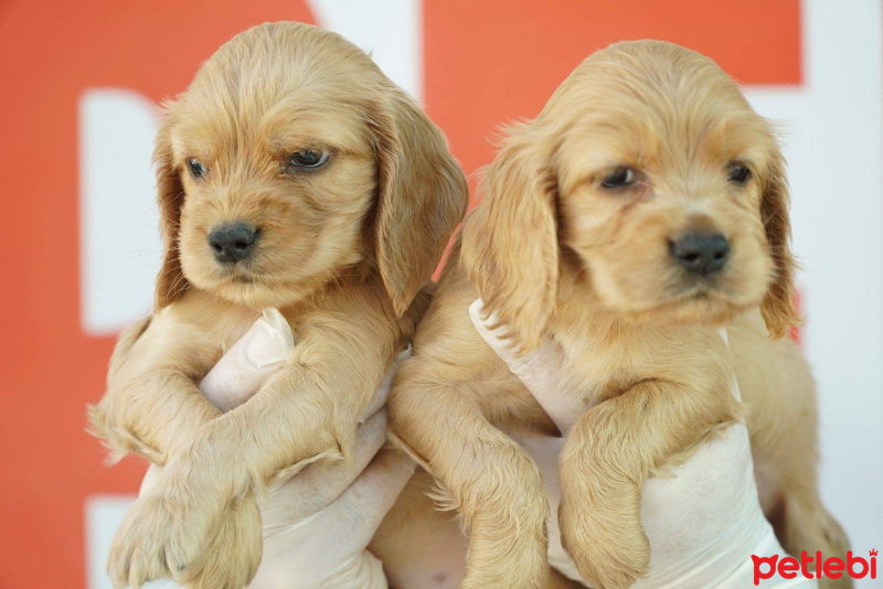Amerikan Cocker Spaniel, Köpek  Herkül fotoğrafı