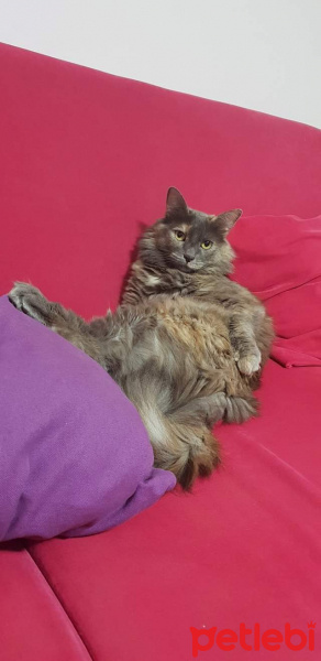 Tekir Kedi, Kedi  Şans fotoğrafı