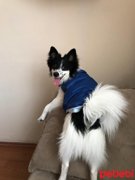 Pomeranyalı, Köpek  Bıdık fotoğrafı