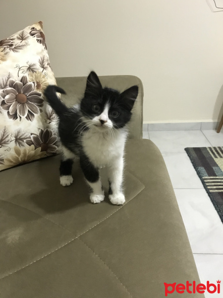 Tuxedo (Smokin) Kedi, Kedi  Eros fotoğrafı