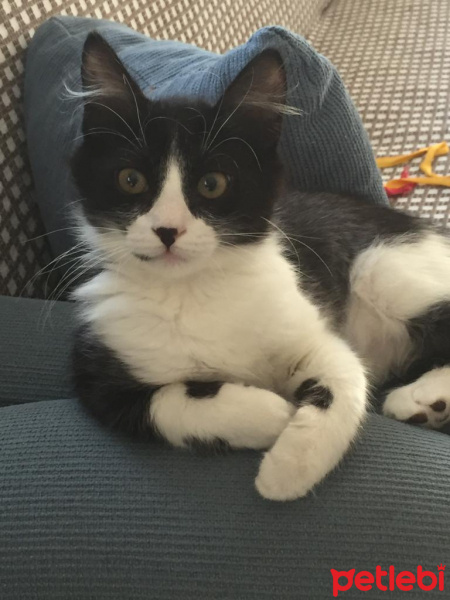 Tuxedo (Smokin) Kedi, Kedi  Eros fotoğrafı