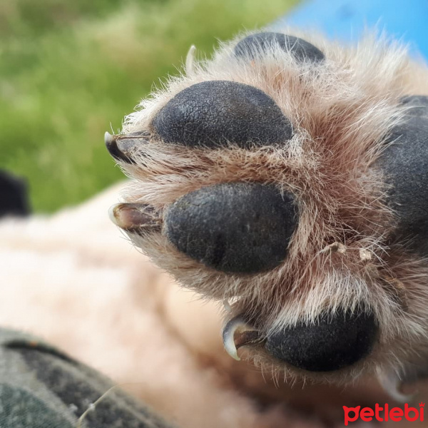 Jack Russell Terrier, Köpek  COOKİE fotoğrafı