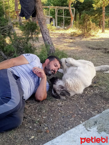 Kangal, Köpek  Dost fotoğrafı