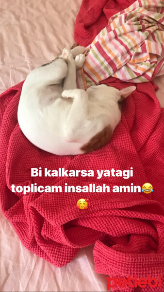 Tekir Kedi, Kedi  Limon fotoğrafı