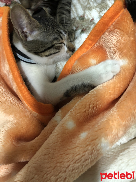 Tekir Kedi, Kedi  Defne fotoğrafı