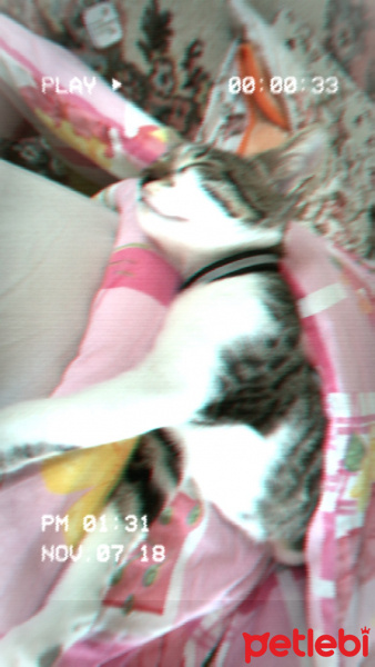 Tekir Kedi, Kedi  Defne fotoğrafı