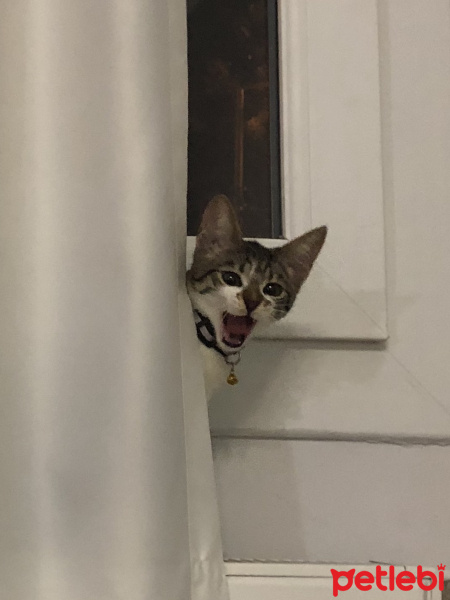 Tekir Kedi, Kedi  Defne fotoğrafı