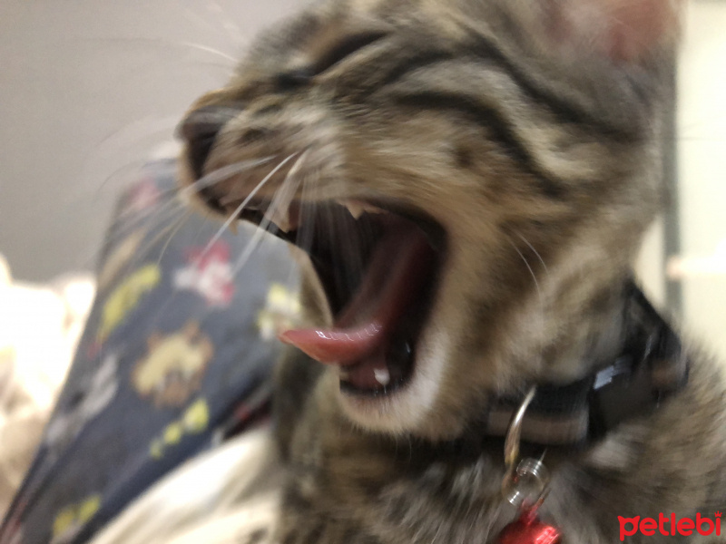 Tekir Kedi, Kedi  Ahlat fotoğrafı