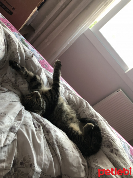 Tekir Kedi, Kedi  Ahlat fotoğrafı