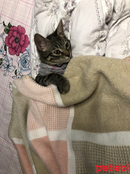 Tekir Kedi, Kedi  Ahlat fotoğrafı
