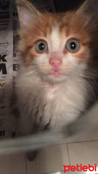 Sarman, Kedi  Omlet fotoğrafı